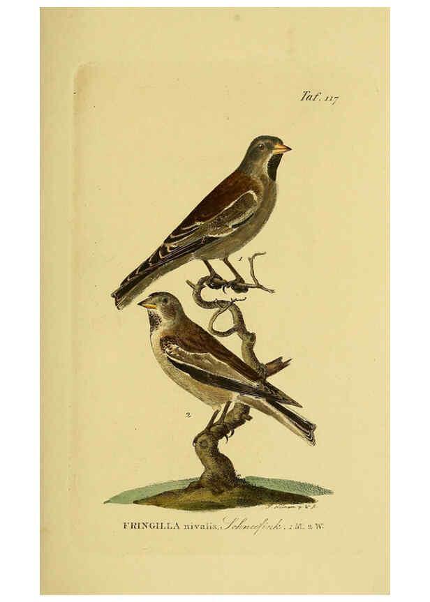 Reproducción/Reproduction 6059409840: Johann Andreas Naumann's ... Naturgeschichte der Vögel Deutschlands, nach einigen Erfahrungen entworfen. 13.T.Plates Leipzig :G. Fleischer,1820-1860