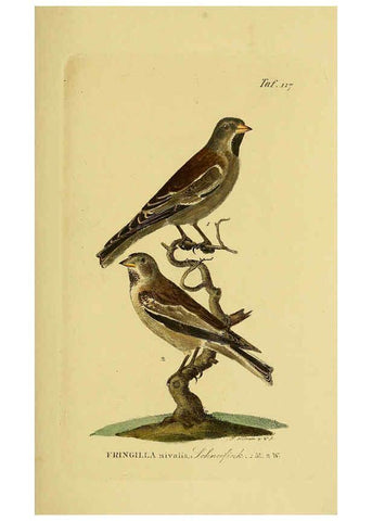 Reproducción/Reproduction 6059409840: Johann Andreas Naumann's ... Naturgeschichte der Vögel Deutschlands, nach einigen Erfahrungen entworfen. 13.T.Plates Leipzig :G. Fleischer,1820-1860