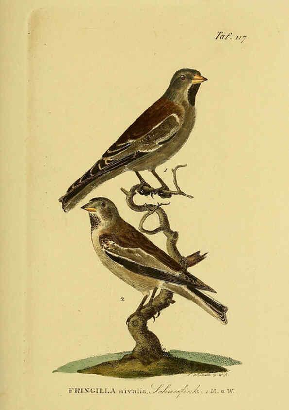 Reproducción/Reproduction 6059409840: Johann Andreas Naumann's ... Naturgeschichte der Vögel Deutschlands, nach einigen Erfahrungen entworfen. 13.T.Plates Leipzig :G. Fleischer,1820-1860