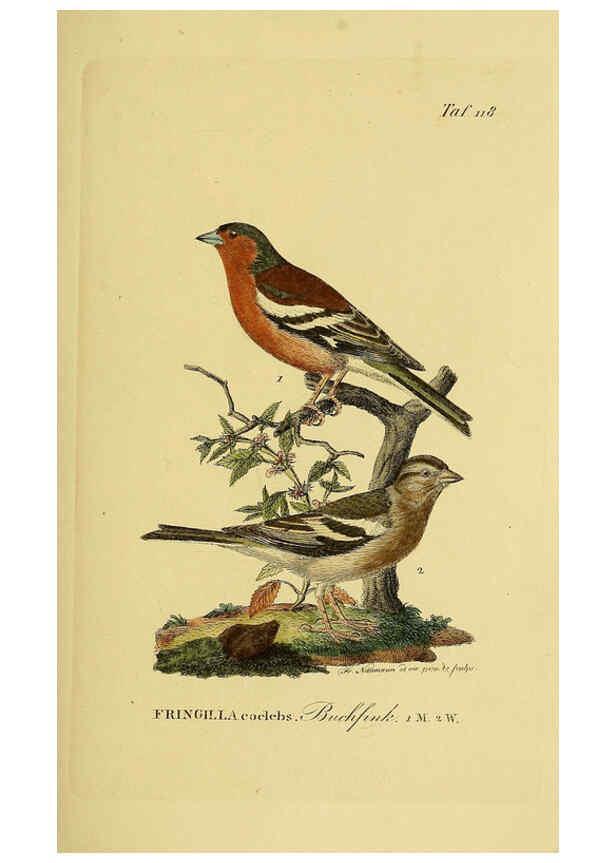 Reproducción/Reproduction 6058863223: Johann Andreas Naumann's ... Naturgeschichte der Vögel Deutschlands, nach einigen Erfahrungen entworfen. 13.T.Plates Leipzig :G. Fleischer,1820-1860