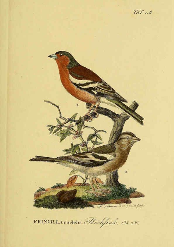 Reproducción/Reproduction 6058863223: Johann Andreas Naumann's ... Naturgeschichte der Vögel Deutschlands, nach einigen Erfahrungen entworfen. 13.T.Plates Leipzig :G. Fleischer,1820-1860