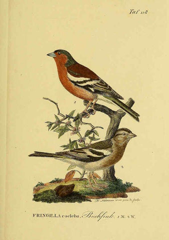 Reproducción/Reproduction 6058863223: Johann Andreas Naumann's ... Naturgeschichte der Vögel Deutschlands, nach einigen Erfahrungen entworfen. 13.T.Plates Leipzig :G. Fleischer,1820-1860