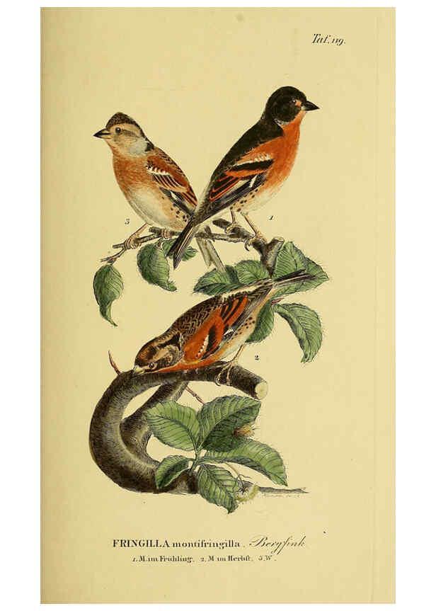 Reproducción/Reproduction 6059410532: Johann Andreas Naumann's ... Naturgeschichte der Vögel Deutschlands, nach einigen Erfahrungen entworfen. 13.T.Plates Leipzig :G. Fleischer,1820-1860