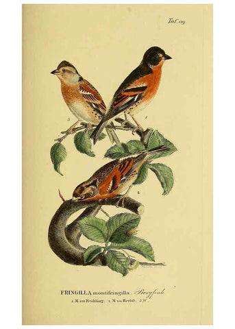 Reproducción/Reproduction 6059410532: Johann Andreas Naumann's ... Naturgeschichte der Vögel Deutschlands, nach einigen Erfahrungen entworfen. 13.T.Plates Leipzig :G. Fleischer,1820-1860