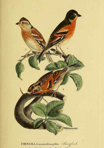 Reproducción/Reproduction 6059410532: Johann Andreas Naumann's ... Naturgeschichte der Vögel Deutschlands, nach einigen Erfahrungen entworfen. 13.T.Plates Leipzig :G. Fleischer,1820-1860