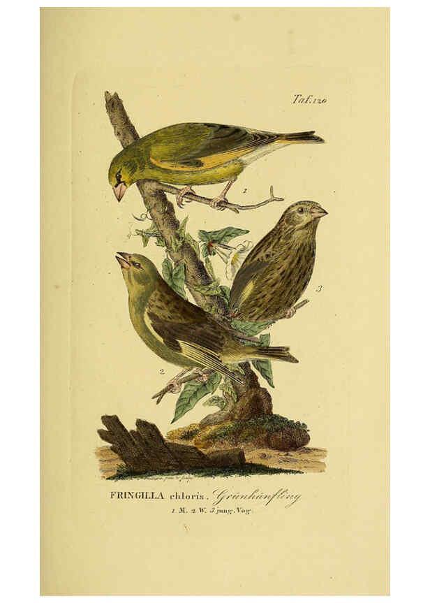 Reproducción/Reproduction 6059410918: Johann Andreas Naumann's ... Naturgeschichte der Vögel Deutschlands, nach einigen Erfahrungen entworfen. 13.T.Plates Leipzig :G. Fleischer,1820-1860