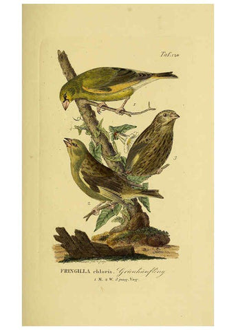 Reproducción/Reproduction 6059410918: Johann Andreas Naumann's ... Naturgeschichte der Vögel Deutschlands, nach einigen Erfahrungen entworfen. 13.T.Plates Leipzig :G. Fleischer,1820-1860