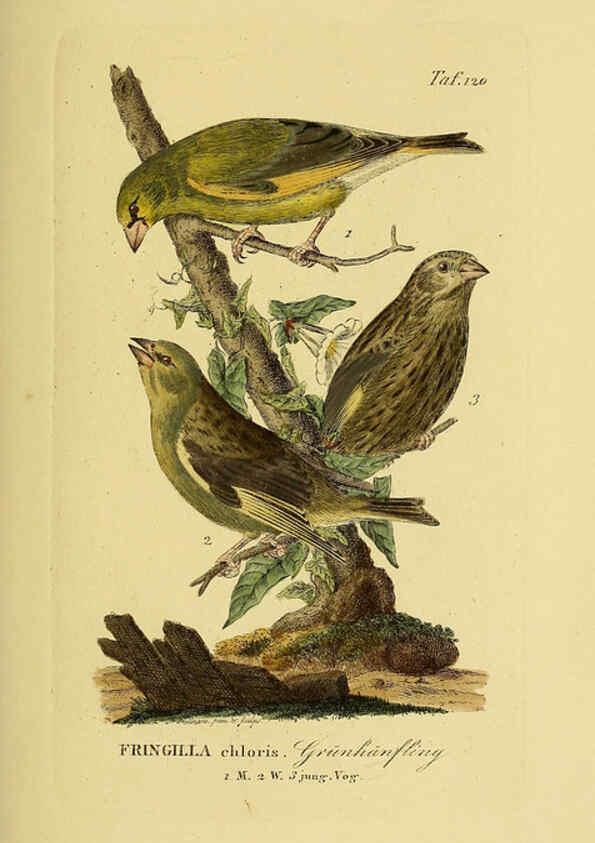 Reproducción/Reproduction 6059410918: Johann Andreas Naumann's ... Naturgeschichte der Vögel Deutschlands, nach einigen Erfahrungen entworfen. 13.T.Plates Leipzig :G. Fleischer,1820-1860