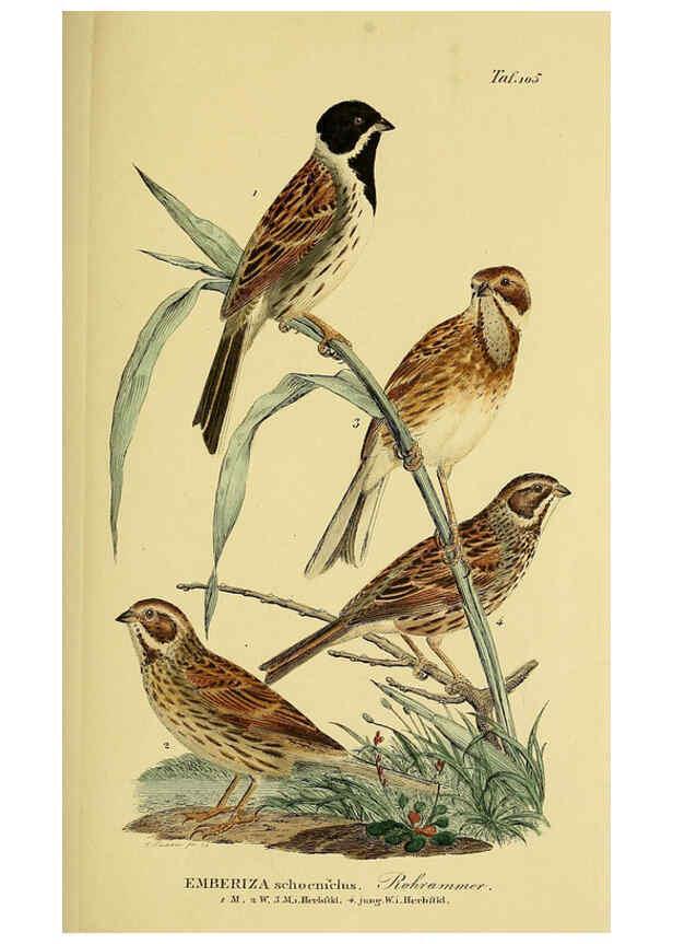 Reproducción/Reproduction 6059405284: Johann Andreas Naumann's ... Naturgeschichte der Vögel Deutschlands, nach einigen Erfahrungen entworfen. 13.T.Plates Leipzig :G. Fleischer,1820-1860