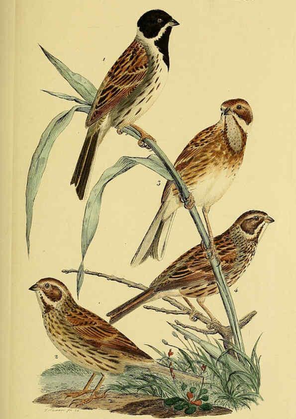 Reproducción/Reproduction 6059405284: Johann Andreas Naumann's ... Naturgeschichte der Vögel Deutschlands, nach einigen Erfahrungen entworfen. 13.T.Plates Leipzig :G. Fleischer,1820-1860