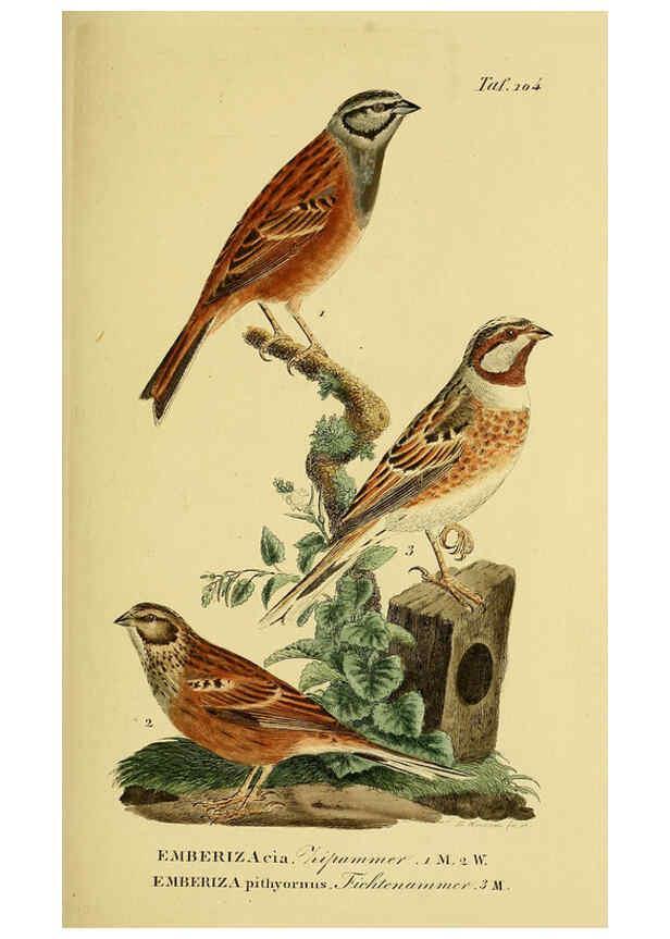 Reproducción/Reproduction 6058858341: Johann Andreas Naumann's ... Naturgeschichte der Vögel Deutschlands, nach einigen Erfahrungen entworfen. 13.T.Plates Leipzig :G. Fleischer,1820-1860