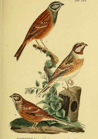 Reproducción/Reproduction 6058858341: Johann Andreas Naumann's ... Naturgeschichte der Vögel Deutschlands, nach einigen Erfahrungen entworfen. 13.T.Plates Leipzig :G. Fleischer,1820-1860