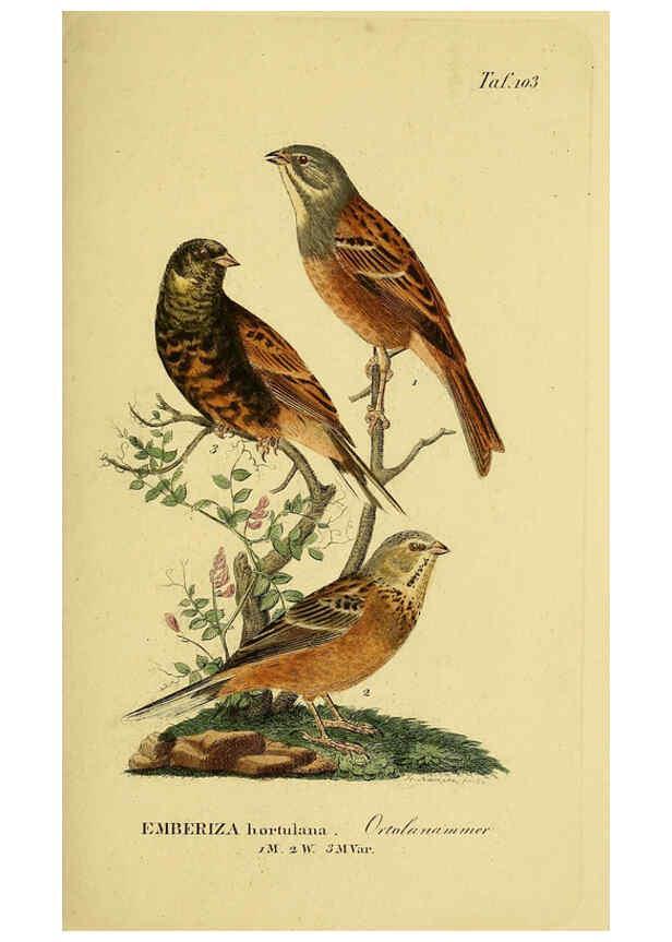 Reproducción/Reproduction 6058858117: Johann Andreas Naumann's ... Naturgeschichte der Vögel Deutschlands, nach einigen Erfahrungen entworfen. 13.T.Plates Leipzig :G. Fleischer,1820-1860