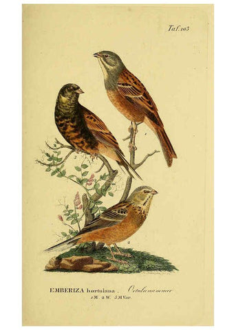 Reproducción/Reproduction 6058858117: Johann Andreas Naumann's ... Naturgeschichte der Vögel Deutschlands, nach einigen Erfahrungen entworfen. 13.T.Plates Leipzig :G. Fleischer,1820-1860