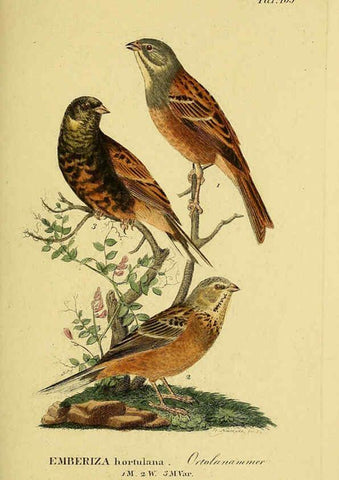 Reproducción/Reproduction 6058858117: Johann Andreas Naumann's ... Naturgeschichte der Vögel Deutschlands, nach einigen Erfahrungen entworfen. 13.T.Plates Leipzig :G. Fleischer,1820-1860