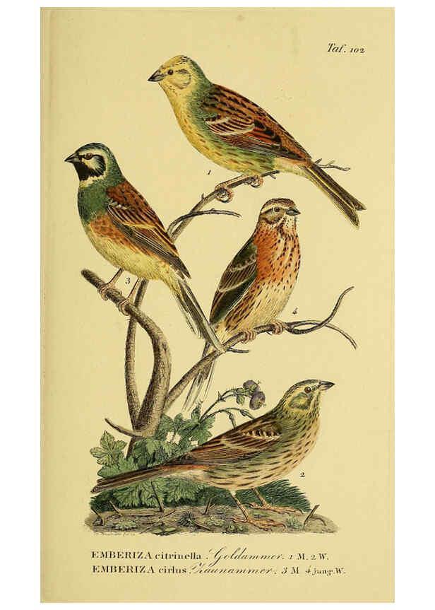 Reproducción/Reproduction 6058857847: Johann Andreas Naumann's ... Naturgeschichte der Vögel Deutschlands, nach einigen Erfahrungen entworfen. 13.T.Plates Leipzig :G. Fleischer,1820-1860