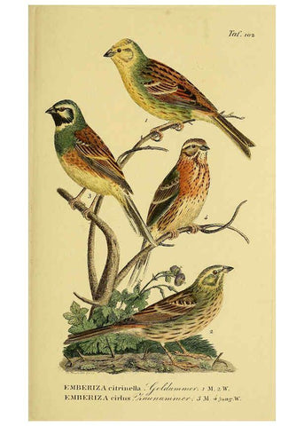 Reproducción/Reproduction 6058857847: Johann Andreas Naumann's ... Naturgeschichte der Vögel Deutschlands, nach einigen Erfahrungen entworfen. 13.T.Plates Leipzig :G. Fleischer,1820-1860