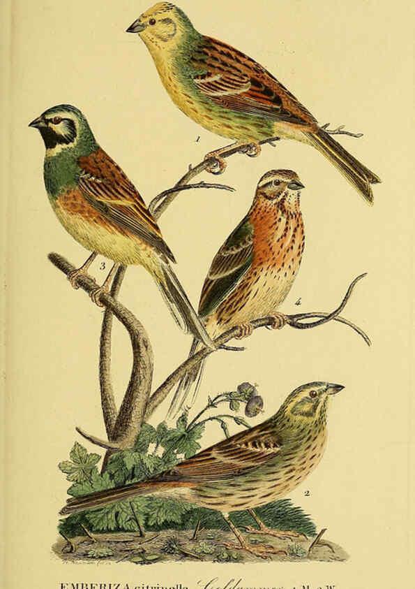 Reproducción/Reproduction 6058857847: Johann Andreas Naumann's ... Naturgeschichte der Vögel Deutschlands, nach einigen Erfahrungen entworfen. 13.T.Plates Leipzig :G. Fleischer,1820-1860