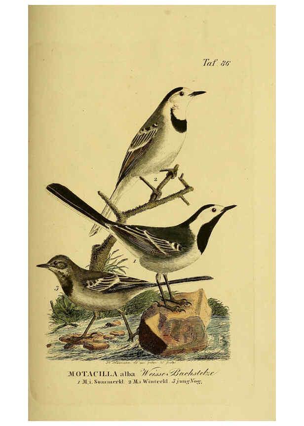 Reproducción/Reproduction 6059399604: Johann Andreas Naumann's ... Naturgeschichte der Vögel Deutschlands, nach einigen Erfahrungen entworfen. 13.T.Plates Leipzig :G. Fleischer,1820-1860