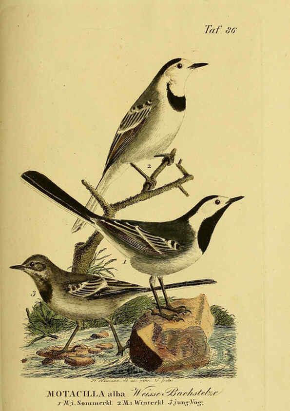Reproducción/Reproduction 6059399604: Johann Andreas Naumann's ... Naturgeschichte der Vögel Deutschlands, nach einigen Erfahrungen entworfen. 13.T.Plates Leipzig :G. Fleischer,1820-1860