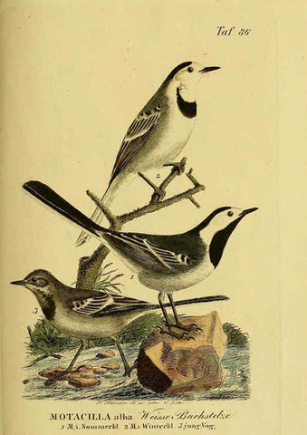 Reproducción/Reproduction 6059399604: Johann Andreas Naumann's ... Naturgeschichte der Vögel Deutschlands, nach einigen Erfahrungen entworfen. 13.T.Plates Leipzig :G. Fleischer,1820-1860