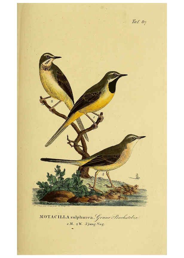 Reproducción/Reproduction 6059399938: Johann Andreas Naumann's ... Naturgeschichte der Vögel Deutschlands, nach einigen Erfahrungen entworfen. 13.T.Plates Leipzig :G. Fleischer,1820-1860