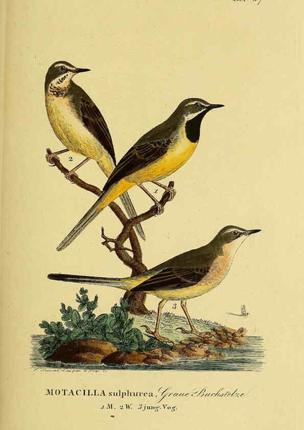 Reproducción/Reproduction 6059399938: Johann Andreas Naumann's ... Naturgeschichte der Vögel Deutschlands, nach einigen Erfahrungen entworfen. 13.T.Plates Leipzig :G. Fleischer,1820-1860