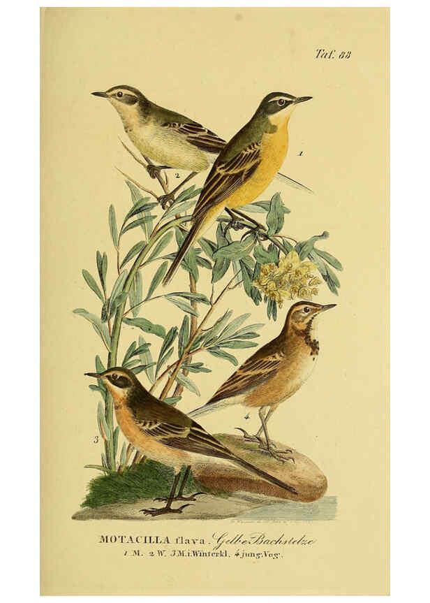 Reproducción/Reproduction 6058853627: Johann Andreas Naumann's ... Naturgeschichte der Vögel Deutschlands, nach einigen Erfahrungen entworfen. 13.T.Plates Leipzig :G. Fleischer,1820-1860