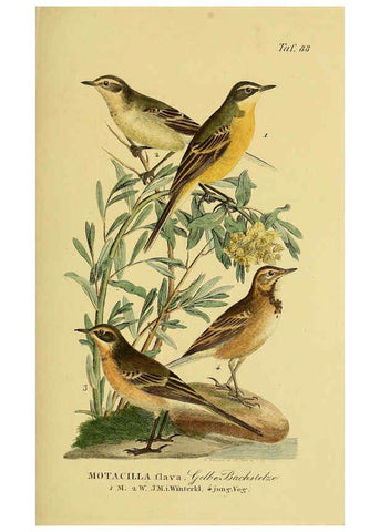 Reproducción/Reproduction 6058853627: Johann Andreas Naumann's ... Naturgeschichte der Vögel Deutschlands, nach einigen Erfahrungen entworfen. 13.T.Plates Leipzig :G. Fleischer,1820-1860