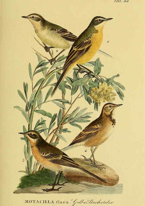 Reproducción/Reproduction 6058853627: Johann Andreas Naumann's ... Naturgeschichte der Vögel Deutschlands, nach einigen Erfahrungen entworfen. 13.T.Plates Leipzig :G. Fleischer,1820-1860