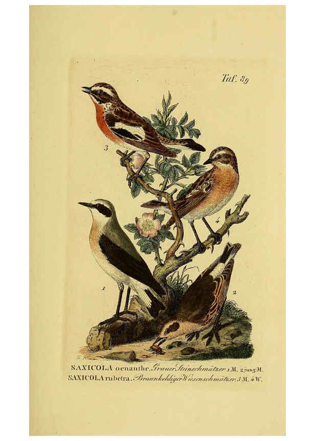 Reproducción/Reproduction 6059400508: Johann Andreas Naumann's ... Naturgeschichte der Vögel Deutschlands, nach einigen Erfahrungen entworfen. 13.T.Plates Leipzig :G. Fleischer,1820-1860