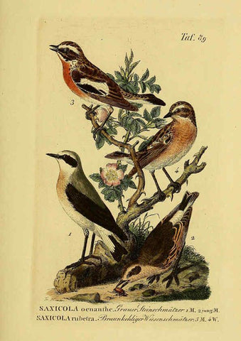 Reproducción/Reproduction 6059400508: Johann Andreas Naumann's ... Naturgeschichte der Vögel Deutschlands, nach einigen Erfahrungen entworfen. 13.T.Plates Leipzig :G. Fleischer,1820-1860
