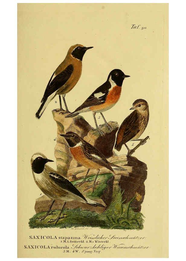 Reproducción/Reproduction 6058854161: Johann Andreas Naumann's ... Naturgeschichte der Vögel Deutschlands, nach einigen Erfahrungen entworfen. 13.T.Plates Leipzig :G. Fleischer,1820-1860