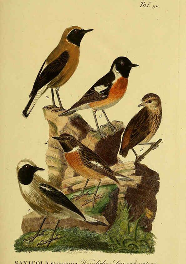 Reproducción/Reproduction 6058854161: Johann Andreas Naumann's ... Naturgeschichte der Vögel Deutschlands, nach einigen Erfahrungen entworfen. 13.T.Plates Leipzig :G. Fleischer,1820-1860