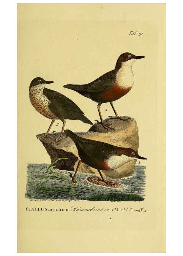 Reproducción/Reproduction 6059401194: Johann Andreas Naumann's ... Naturgeschichte der Vögel Deutschlands, nach einigen Erfahrungen entworfen. 13.T.Plates Leipzig :G. Fleischer,1820-1860
