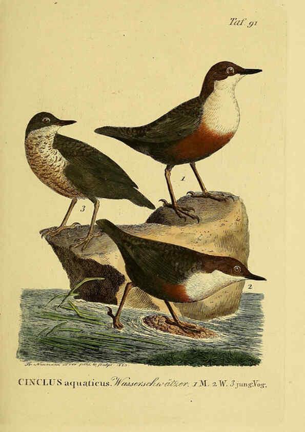 Reproducción/Reproduction 6059401194: Johann Andreas Naumann's ... Naturgeschichte der Vögel Deutschlands, nach einigen Erfahrungen entworfen. 13.T.Plates Leipzig :G. Fleischer,1820-1860