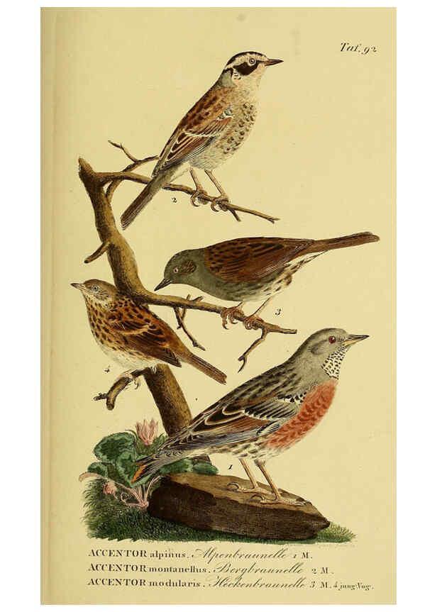 Reproducción/Reproduction 6059401510: Johann Andreas Naumann's ... Naturgeschichte der Vögel Deutschlands, nach einigen Erfahrungen entworfen. 13.T.Plates Leipzig :G. Fleischer,1820-1860