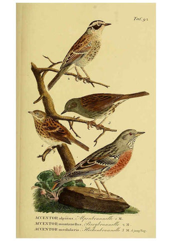 Reproducción/Reproduction 6059401510: Johann Andreas Naumann's ... Naturgeschichte der Vögel Deutschlands, nach einigen Erfahrungen entworfen. 13.T.Plates Leipzig :G. Fleischer,1820-1860