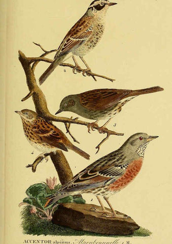 Reproducción/Reproduction 6059401510: Johann Andreas Naumann's ... Naturgeschichte der Vögel Deutschlands, nach einigen Erfahrungen entworfen. 13.T.Plates Leipzig :G. Fleischer,1820-1860