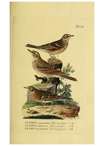 Reproducción/Reproduction 6058852395: Johann Andreas Naumann's ... Naturgeschichte der Vögel Deutschlands, nach einigen Erfahrungen entworfen. 13.T.Plates Leipzig :G. Fleischer,1820-1860