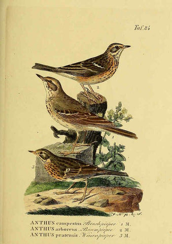 Reproducción/Reproduction 6058852395: Johann Andreas Naumann's ... Naturgeschichte der Vögel Deutschlands, nach einigen Erfahrungen entworfen. 13.T.Plates Leipzig :G. Fleischer,1820-1860