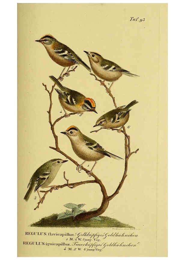 Reproducción/Reproduction 6059401854: Johann Andreas Naumann's ... Naturgeschichte der Vögel Deutschlands, nach einigen Erfahrungen entworfen. 13.T.Plates Leipzig :G. Fleischer,1820-1860