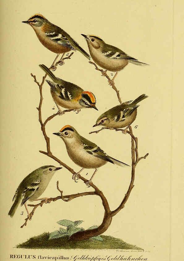 Reproducción/Reproduction 6059401854: Johann Andreas Naumann's ... Naturgeschichte der Vögel Deutschlands, nach einigen Erfahrungen entworfen. 13.T.Plates Leipzig :G. Fleischer,1820-1860