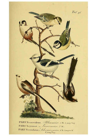 Reproducción/Reproduction 6059402400: Johann Andreas Naumann's ... Naturgeschichte der Vögel Deutschlands, nach einigen Erfahrungen entworfen. 13.T.Plates Leipzig :G. Fleischer,1820-1860
