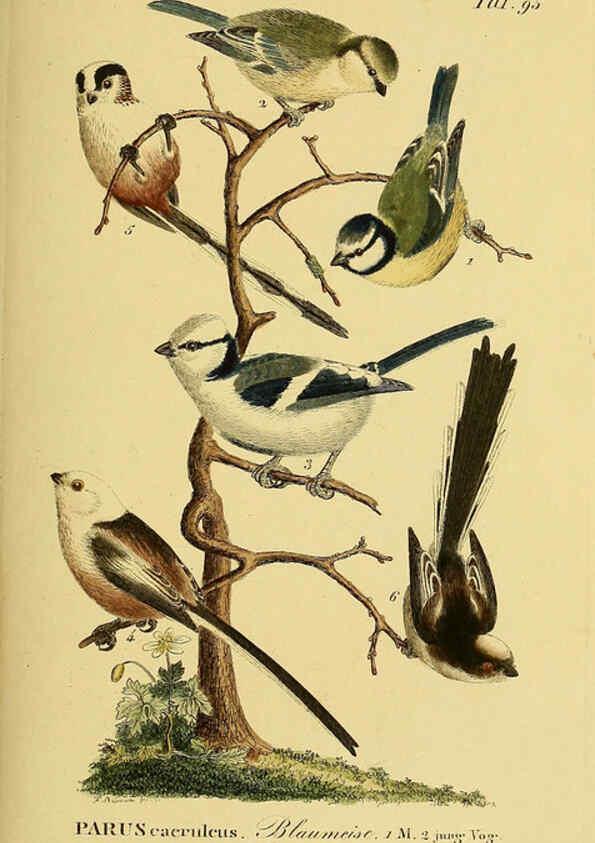 Reproducción/Reproduction 6059402400: Johann Andreas Naumann's ... Naturgeschichte der Vögel Deutschlands, nach einigen Erfahrungen entworfen. 13.T.Plates Leipzig :G. Fleischer,1820-1860