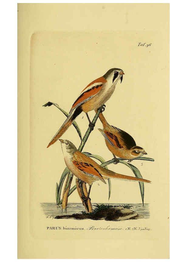 Reproducción/Reproduction 6059402698: Johann Andreas Naumann's ... Naturgeschichte der Vögel Deutschlands, nach einigen Erfahrungen entworfen. 13.T.Plates Leipzig :G. Fleischer,1820-1860