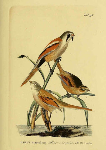 Reproducción/Reproduction 6059402698: Johann Andreas Naumann's ... Naturgeschichte der Vögel Deutschlands, nach einigen Erfahrungen entworfen. 13.T.Plates Leipzig :G. Fleischer,1820-1860