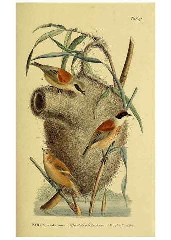 Reproducción/Reproduction 6059402928: Johann Andreas Naumann's ... Naturgeschichte der Vögel Deutschlands, nach einigen Erfahrungen entworfen. 13.T.Plates Leipzig :G. Fleischer,1820-1860