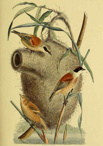 Reproducción/Reproduction 6059402928: Johann Andreas Naumann's ... Naturgeschichte der Vögel Deutschlands, nach einigen Erfahrungen entworfen. 13.T.Plates Leipzig :G. Fleischer,1820-1860