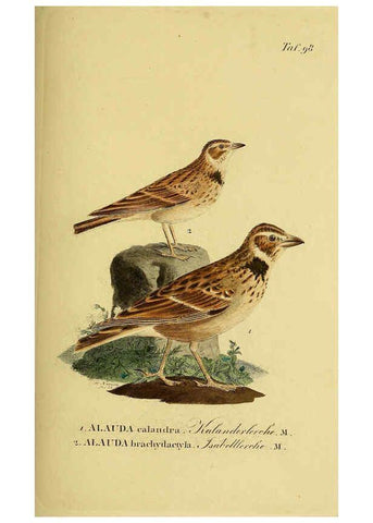 Reproducción/Reproduction 6059403366: Johann Andreas Naumann's ... Naturgeschichte der Vögel Deutschlands, nach einigen Erfahrungen entworfen. 13.T.Plates Leipzig :G. Fleischer,1820-1860